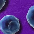 Cercetatorii au facut progrese in dezvoltarea primului vaccin pentru Chlamydia, dupa ce au identificat un antigen care reduce simptomele cauzate de bacteria Chlamydia Trachomatis. Chlamydia este una dintre cele mai […]