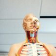 Recuperare medicala si kinetoterapie in Constanta: pasi concreti catre o viata fara durere sursa foto: Nhia Moua @ Unsplash Durerea, disconfortul fizic si limitarile de miscare nu trebuie acceptate ca […]