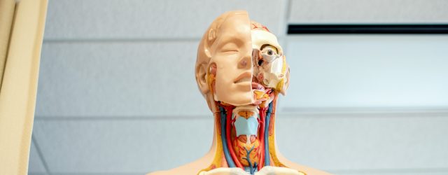 Recuperare medicala si kinetoterapie in Constanta: pasi concreti catre o viata fara durere sursa foto: Nhia Moua @ Unsplash Durerea, disconfortul fizic si limitarile de miscare nu trebuie acceptate ca […]